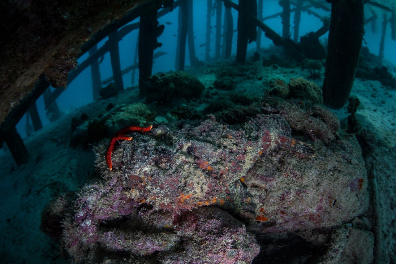 stonefish under pier, facts