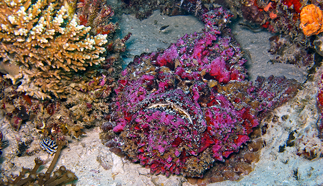 most venomous fish stonefish