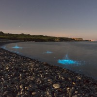 Best destinations for bioluminescence