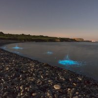 Best destinations for bioluminescence