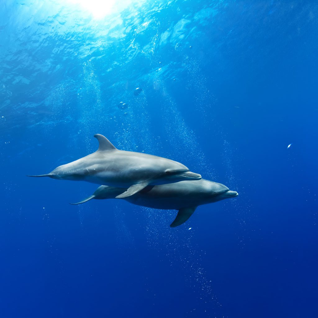Dolphin- Ocean- Dolphin Swimming