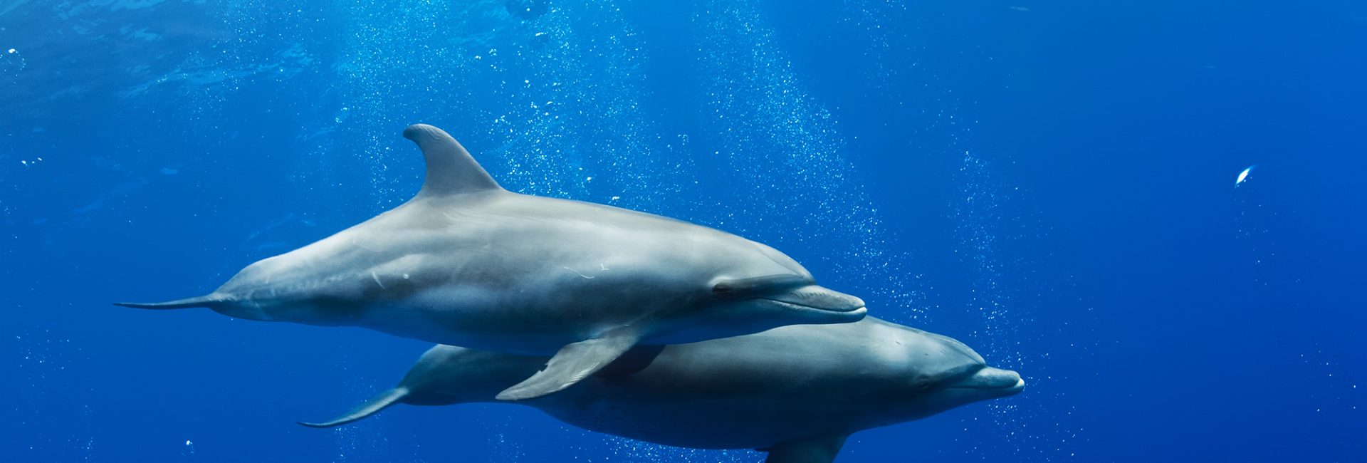 The Best Places to Dive with Dolphins