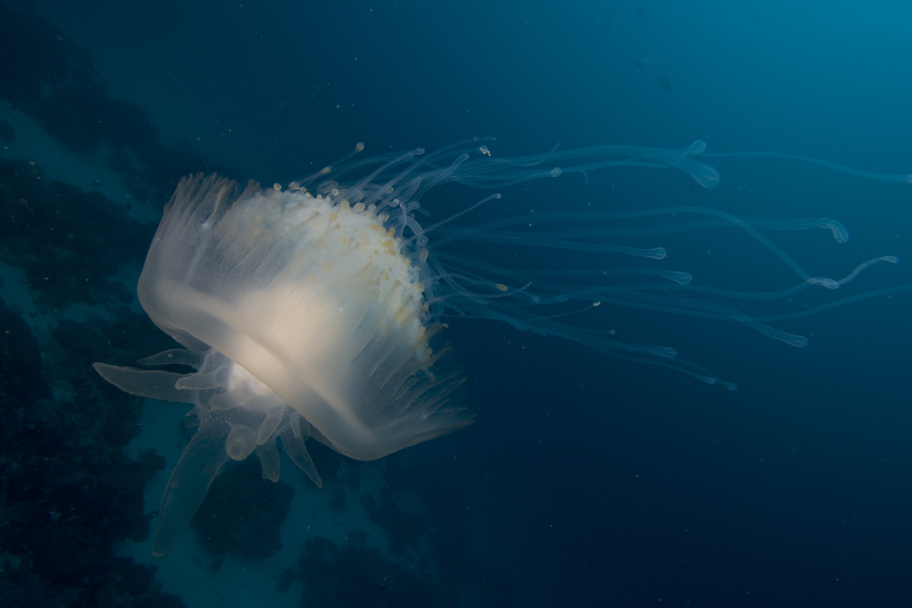 What's in a name? 11 Sea Creatures that Look Exactly How They Sound