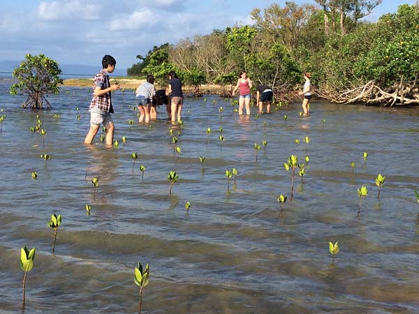 Students plant Mangroves Ishigaki