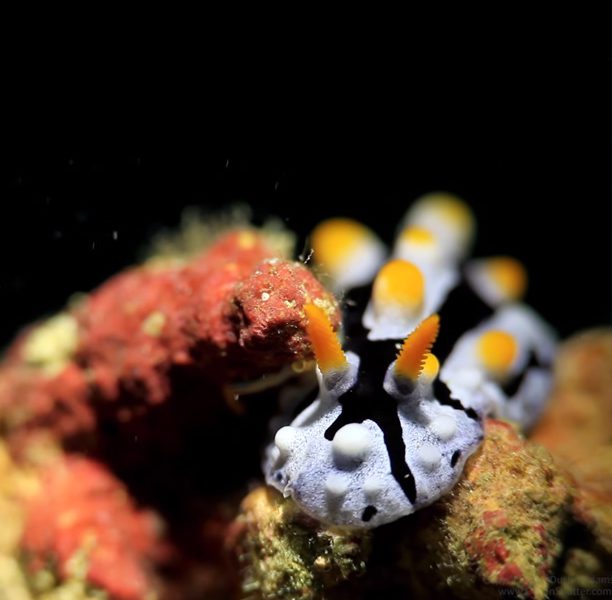 Nudibranchs of Papua New Guinea