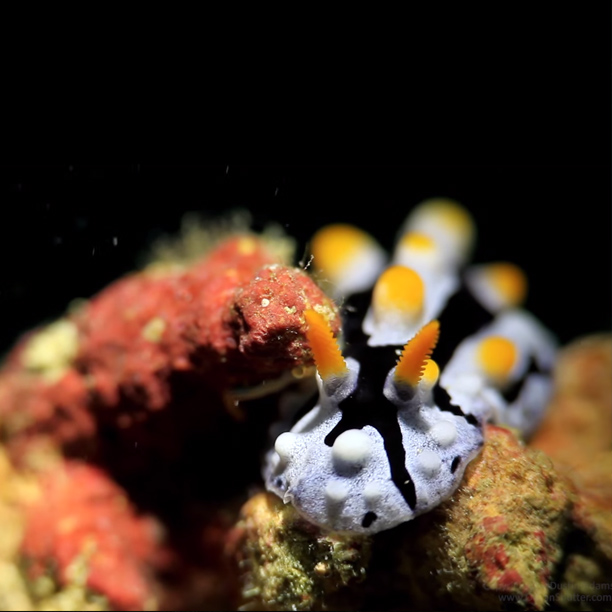 Nudibranchs of Papua New Guinea