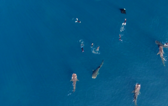 whale sharks and manta rays filmed by quadcopter