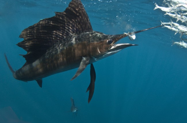 What’s in a name? 11 Sea Creatures that Look Exactly How They Sound