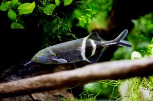 Elephant-nose fish