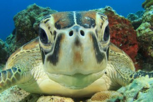 Cute Sea Turtle face