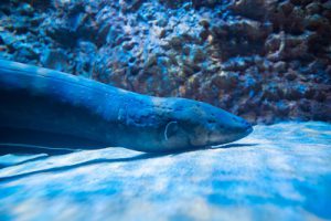 Electric Eel