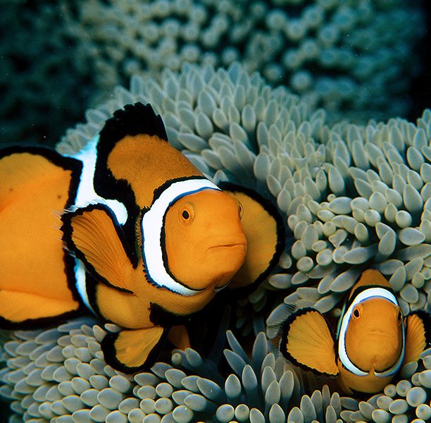 Dive the Great Barrier Reef
