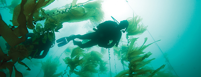 scuba-diving-tasmania