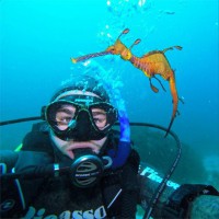 weedy sea dragon_jordanrobins