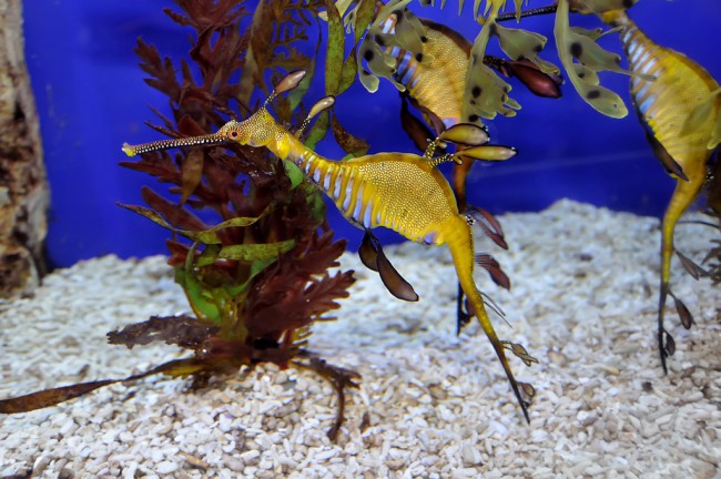 Weedy Sea Dragon - Master of Disguise