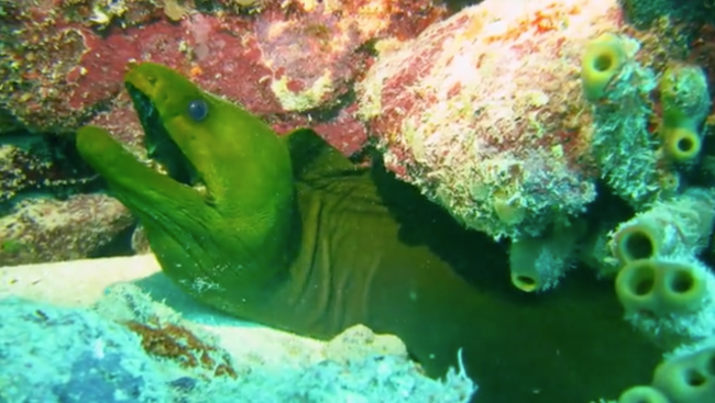 Video of the Week: Key West Florida