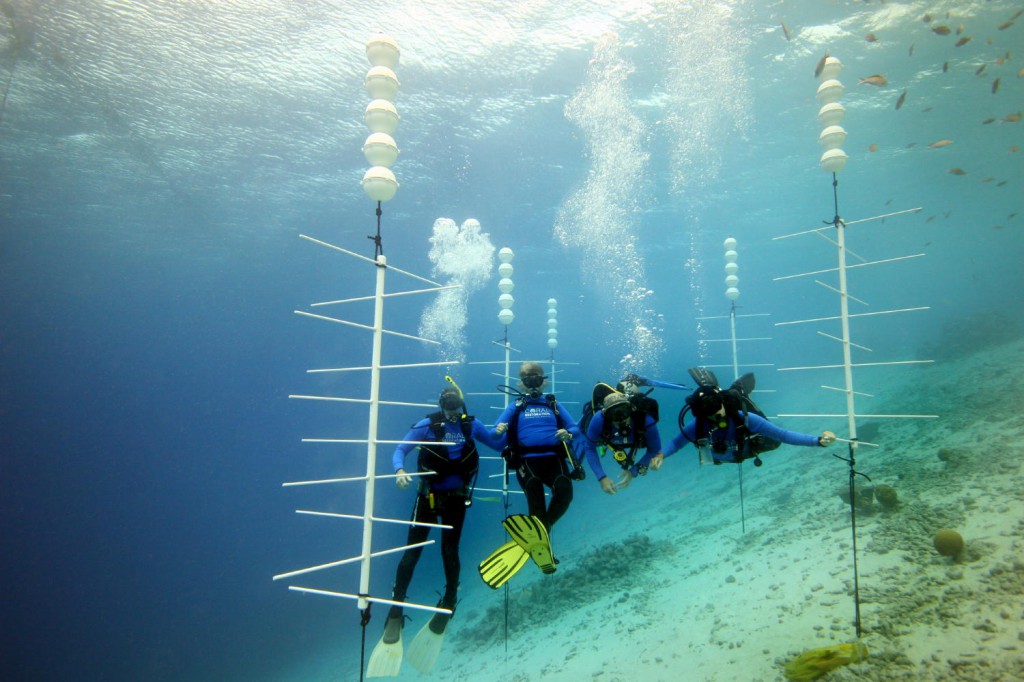divers help with coral reef restoration in bonaire