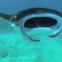 Chris Cilfone dives in the waters off Maui, HI and encounters a school of Giant Oceanic Manta Rays. Shot 100% on the HD HERO3® camera from http://GoPro.com