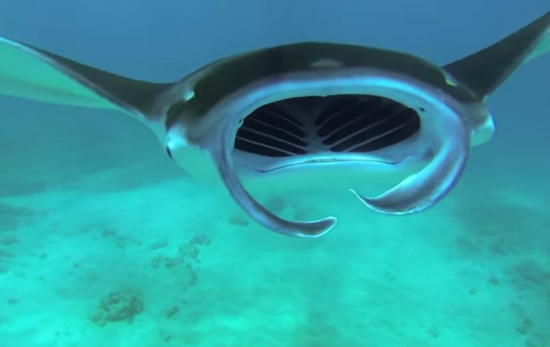 Chris Cilfone dives in the waters off Maui, HI and encounters a school of Giant Oceanic Manta Rays. Shot 100% on the HD HERO3® camera from http://GoPro.com