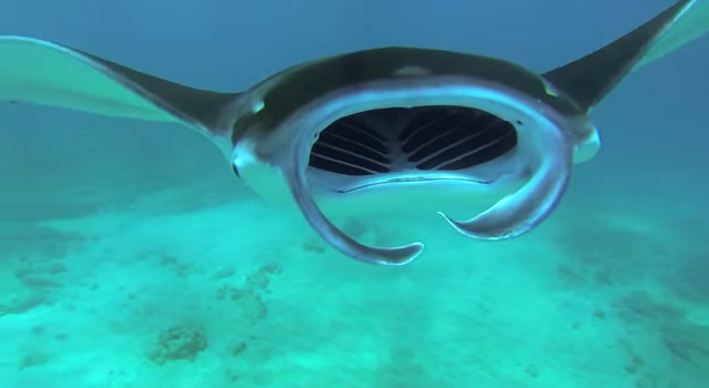 Video of the Week: Diving with Mantas
