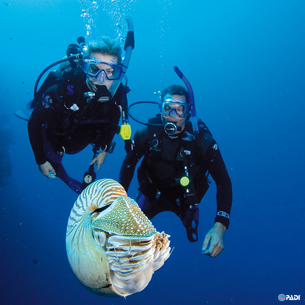 The 500 Million Year Old Nautilus