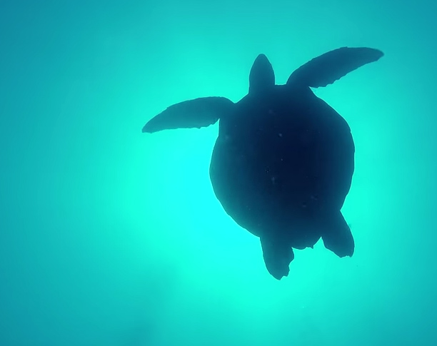 Scuba Diving with Turtles in Gili Islands, Indonesia