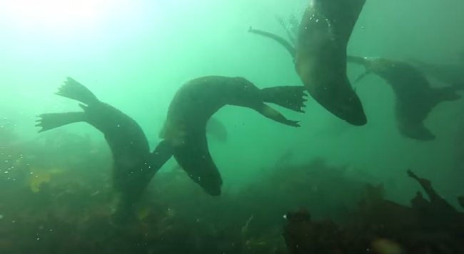 Scuba Diving in Cape Town, South Africa