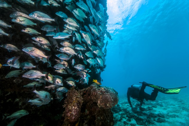 REVEALED: What Really Happens at Total Submersion (Divers tell all)