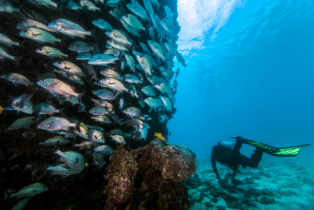 Bonaire Diving