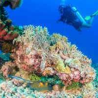 Blue-spotted stingray and scuba diver on colourful coral reef