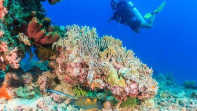 Blue-spotted stingray and scuba diver on colourful coral reef