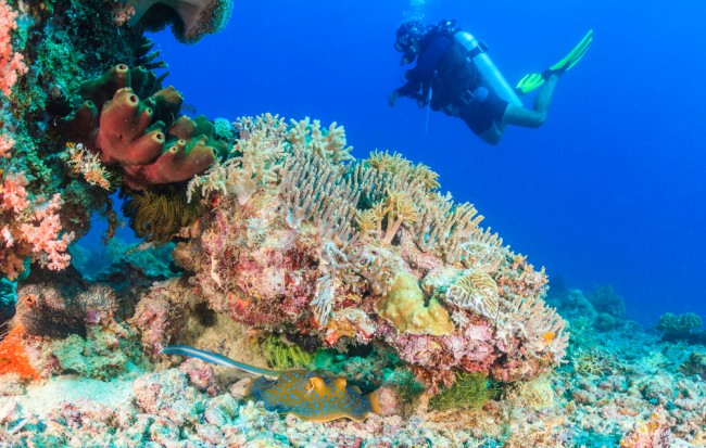 Turn Your Tax Refund Into A Reef Fund