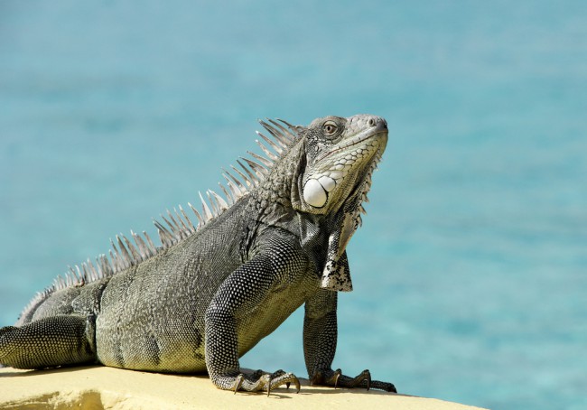 Iguana-Bonaire
