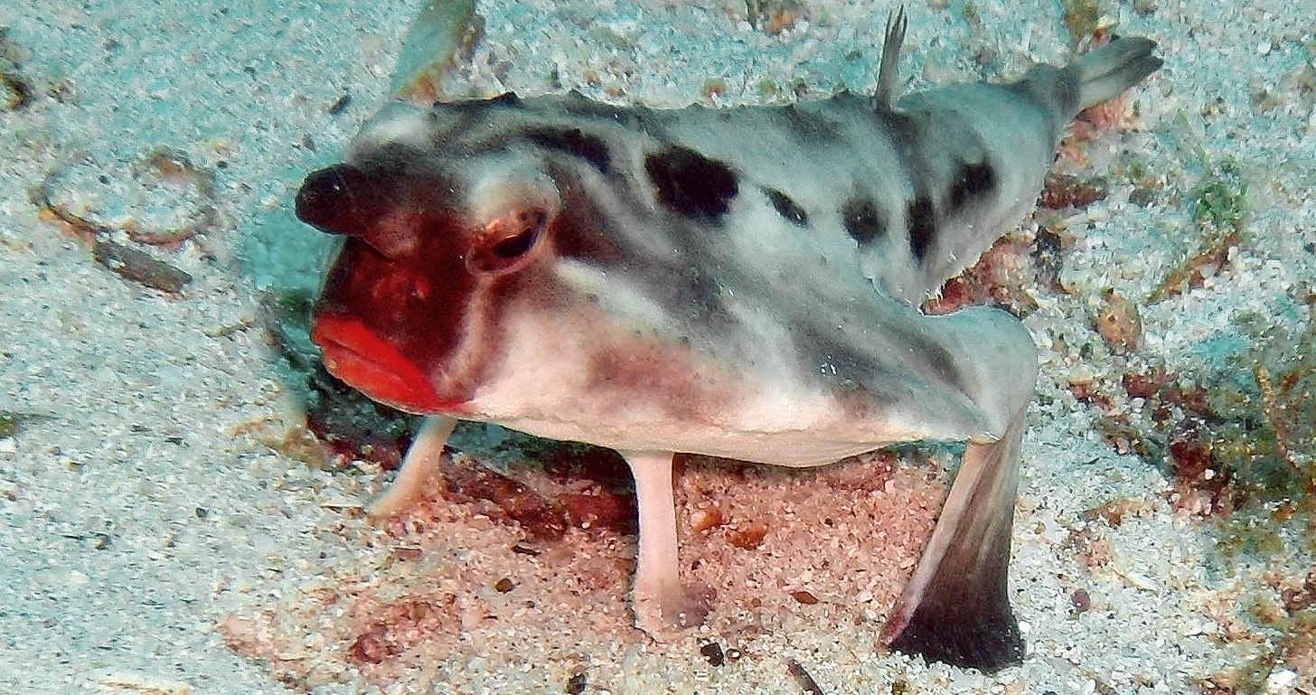 Red-lipped_Bat_fish- Rein Ketelaars - Copy