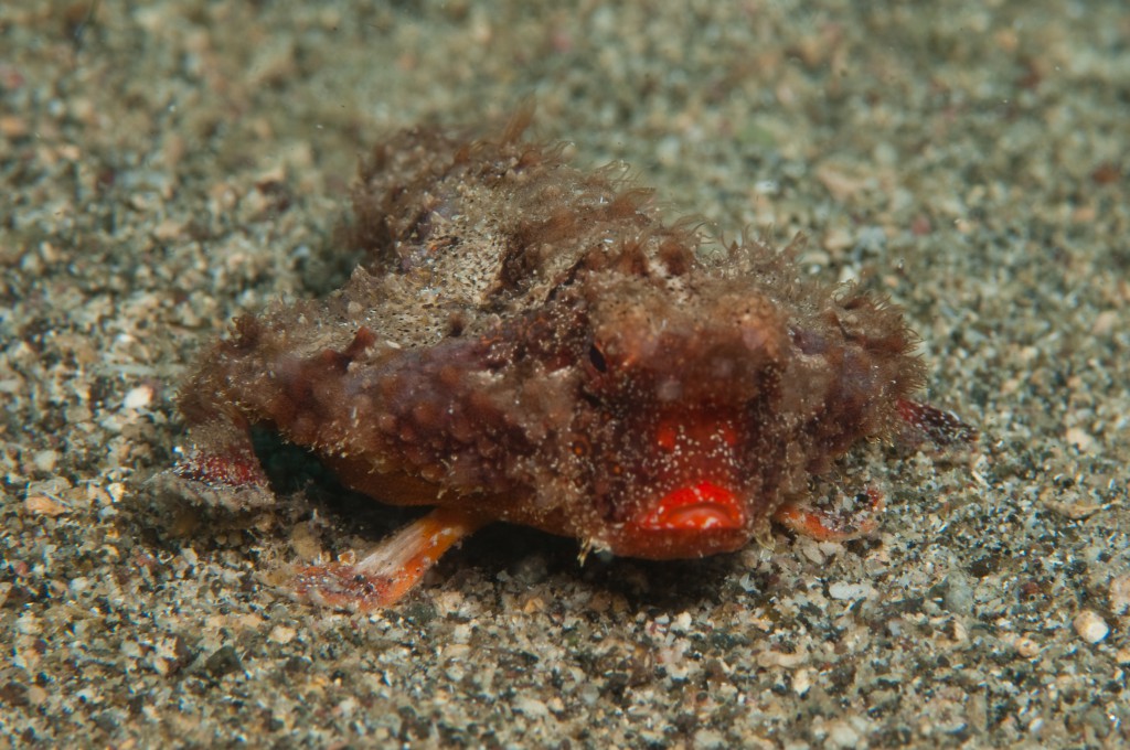 a red lipped batfish squats on the sand