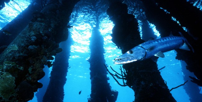 Salt Pier _ Bonaire Tourism | Photo Credit: Tourism Corporation Bonaire (TCB)