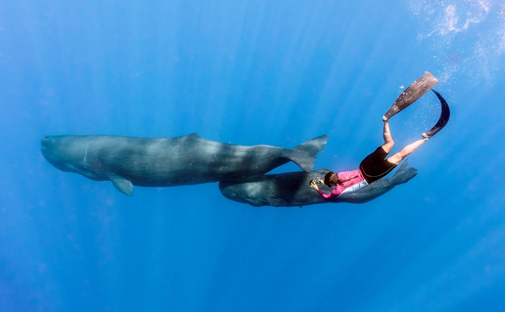 amanda-cotton-sperm-whale-freediving