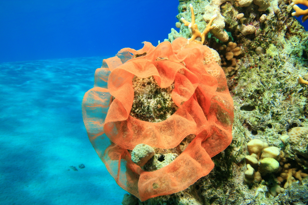 Eggs-Spanish-Dancer-Nudibranch