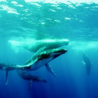 five humpback whales underwater