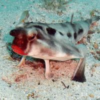 "Red-lipped Bat fish" by Rein Ketelaars - Flickr: DSCN1938.jpg. Licensed under CC BY-SA 2.0 via Wikimedia Commons - https://commons.wikimedia.org/wiki/File:Red-lipped_Bat_fish.jpg#/media/File:Red-lipped_Bat_fish.jpg