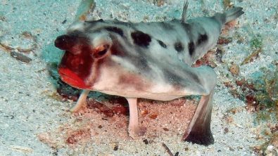 "Red-lipped Bat fish" by Rein Ketelaars - Flickr: DSCN1938.jpg. Licensed under CC BY-SA 2.0 via Wikimedia Commons - https://commons.wikimedia.org/wiki/File:Red-lipped_Bat_fish.jpg#/media/File:Red-lipped_Bat_fish.jpg