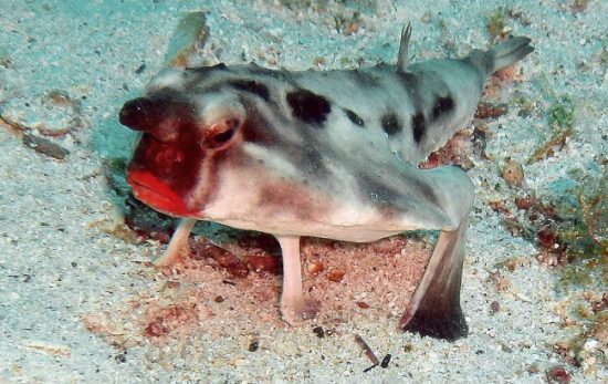 "Red-lipped Bat fish" by Rein Ketelaars - Flickr: DSCN1938.jpg. Licensed under CC BY-SA 2.0 via Wikimedia Commons - http://commons.wikimedia.org/wiki/File:Red-lipped_Bat_fish.jpg#/media/File:Red-lipped_Bat_fish.jpg