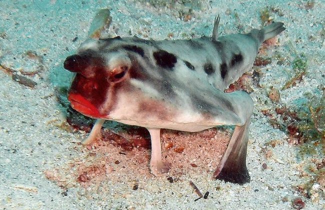 "Red-lipped Bat fish" by Rein Ketelaars - Flickr: DSCN1938.jpg. Licensed under CC BY-SA 2.0 via Wikimedia Commons - https://commons.wikimedia.org/wiki/File:Red-lipped_Bat_fish.jpg#/media/File:Red-lipped_Bat_fish.jpg