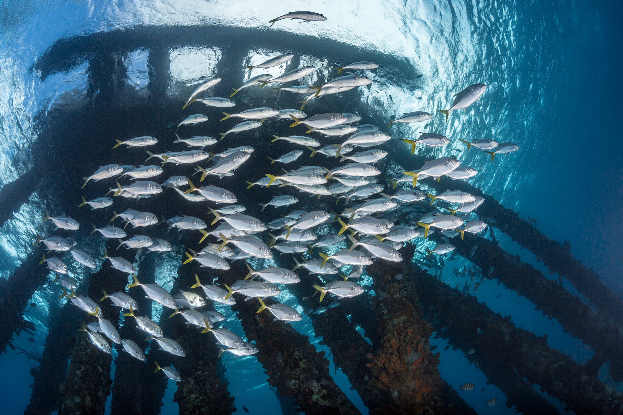 school of fish swimming in bonaire best places to scuba dive