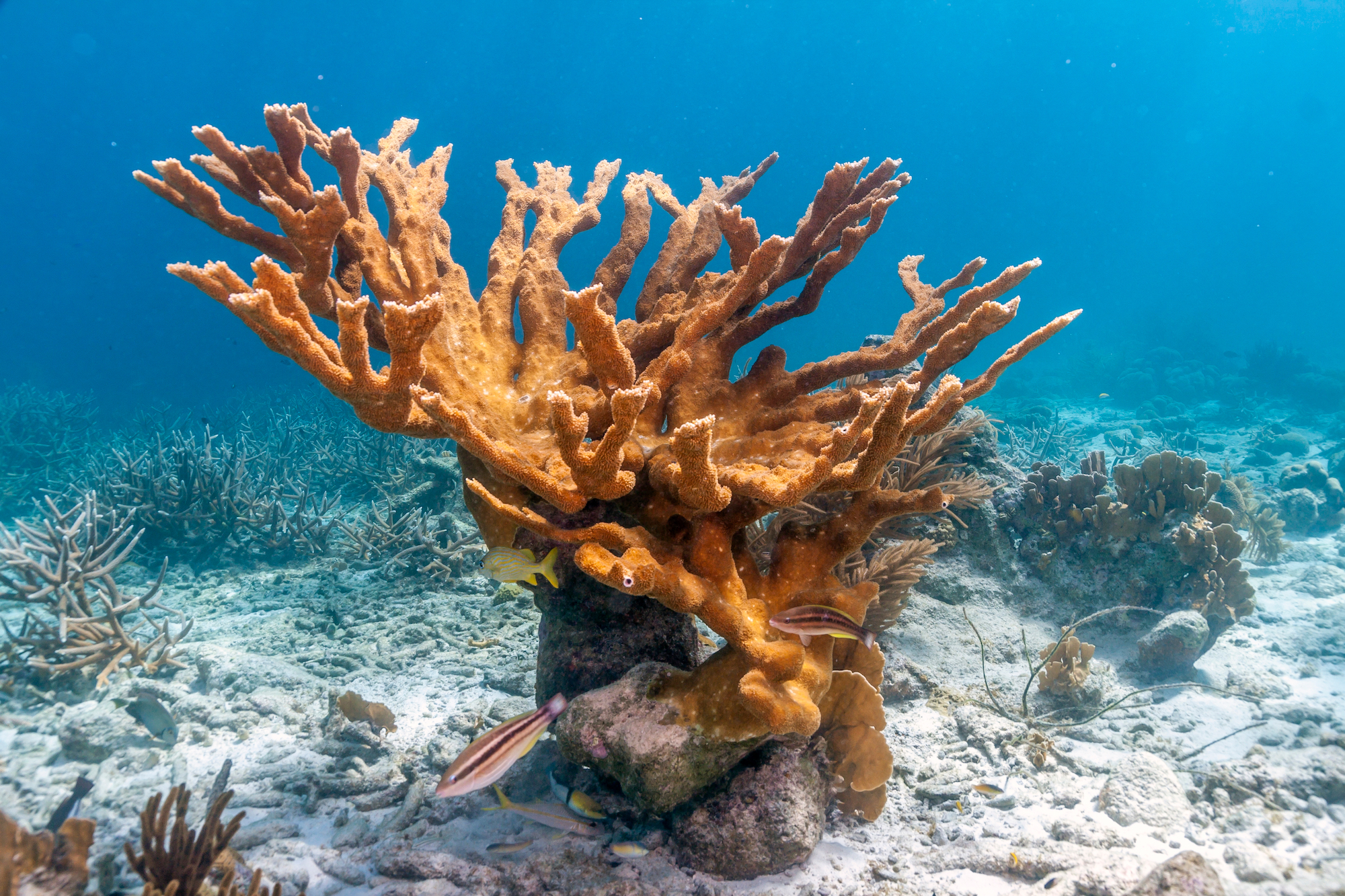 a large elkhorn coral at kaparta dive site in bonaire