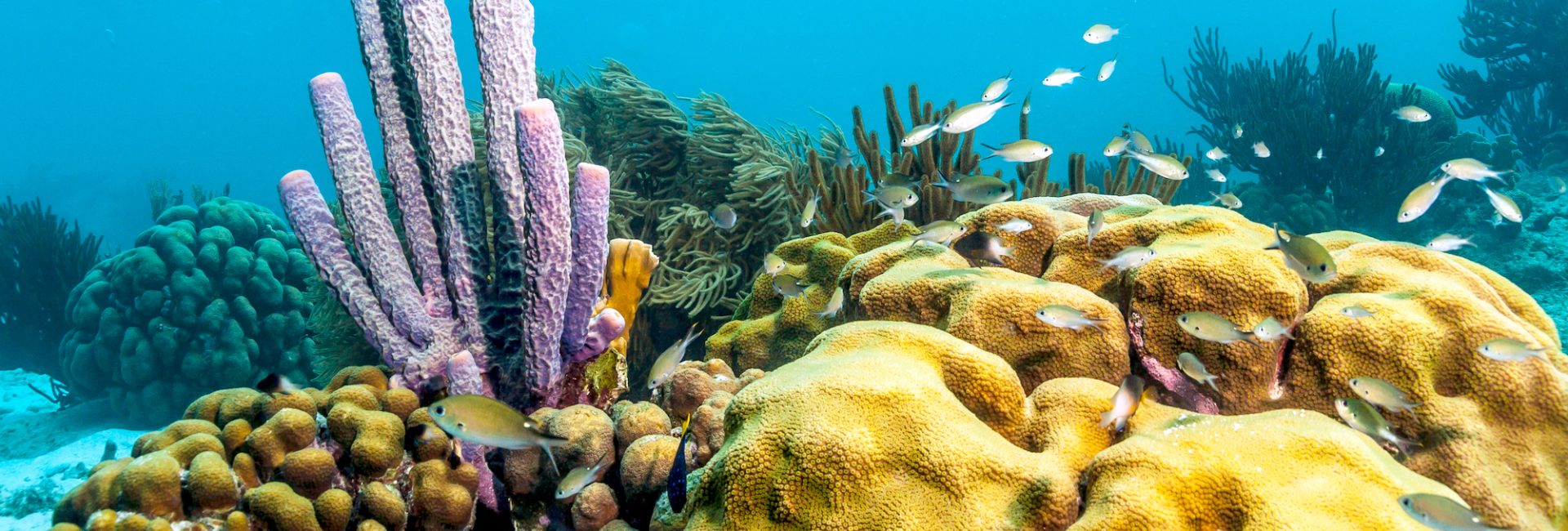 Your Guide to Bonaire Diving