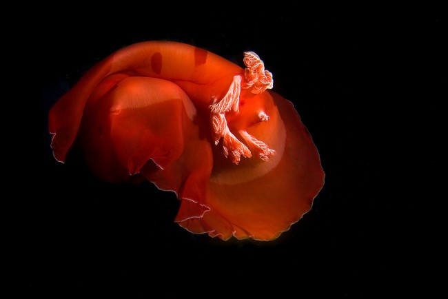 5 Facts About The Spanish Dancer Nudibranch