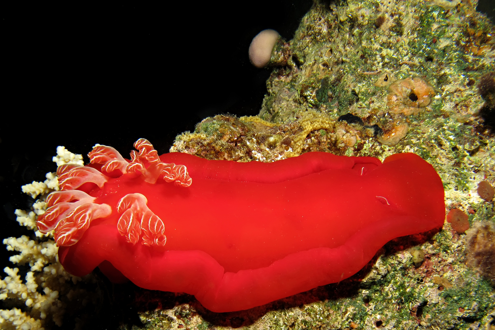 spanish-dancer-nudibranch-scuba