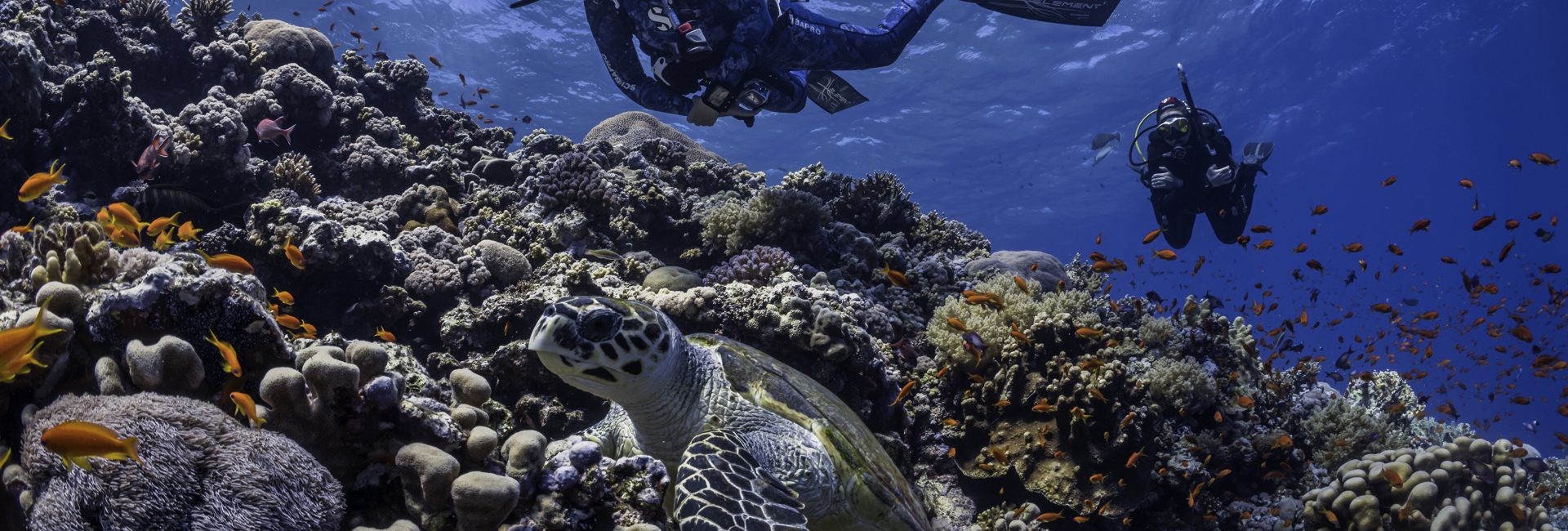 Scuba Diving 101: Opting For A Low-Stress Dive