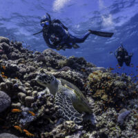 two scuba divers float over a coral reef in Egypt. There's a sea turtle in the foreground of the image.